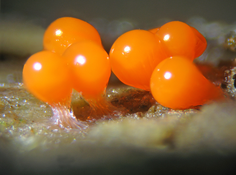 Trichia decipiens?